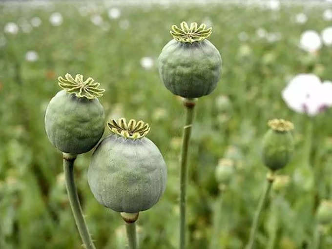 तालिबानको प्रतिबन्धपछि अफगानिस्तानमा अफिमको उत्पादनमा ९५ प्रतिशतले गिरावट