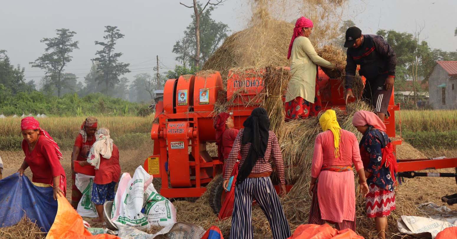 किसानलाई धान काट्न भ्याइनभ्याइ, उत्पादन बढने अनुमान