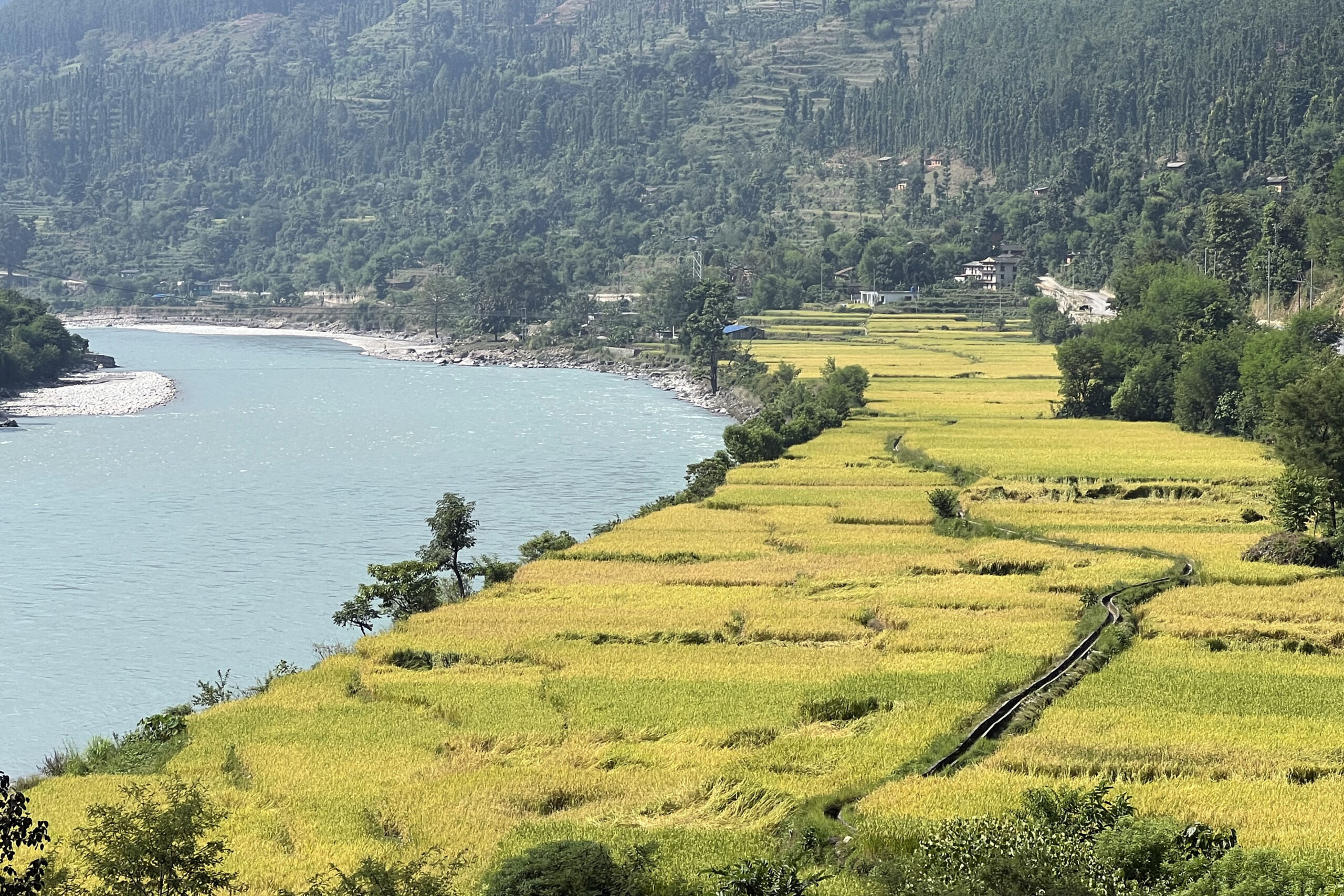 जनशक्ति नहुँदा बाली भित्राउन समस्या