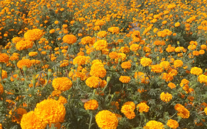 महोत्तरीमा तिहारमा फूल पर्याप्त