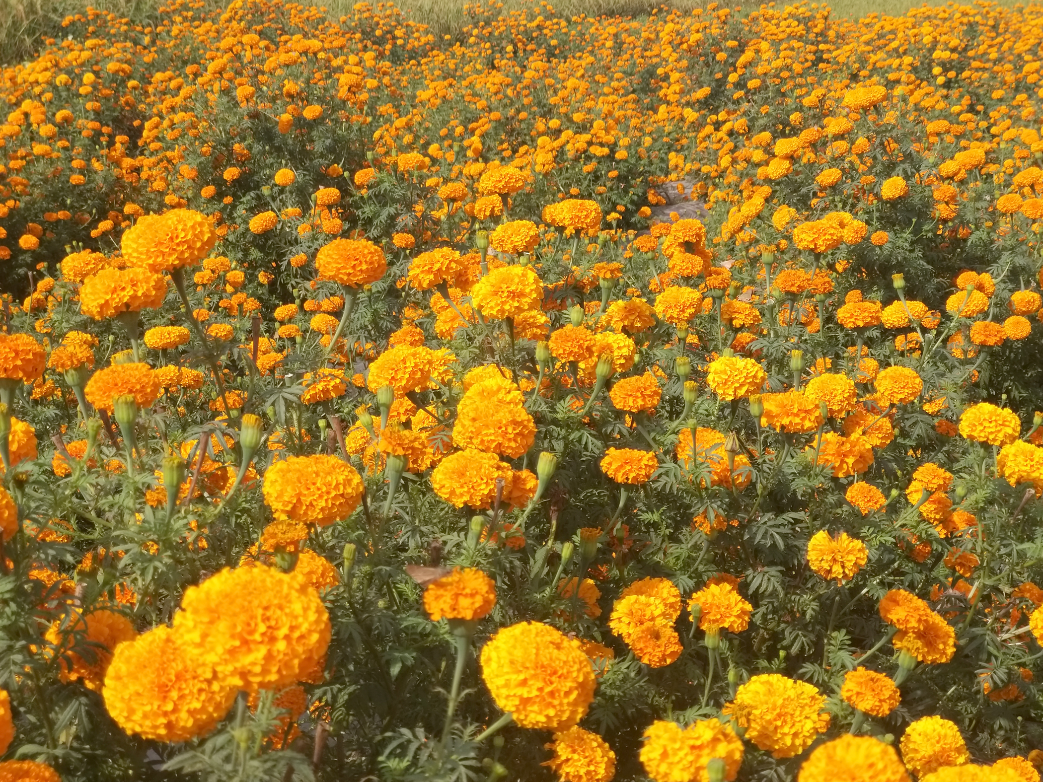 महोत्तरीमा तिहारमा फूल पर्याप्त