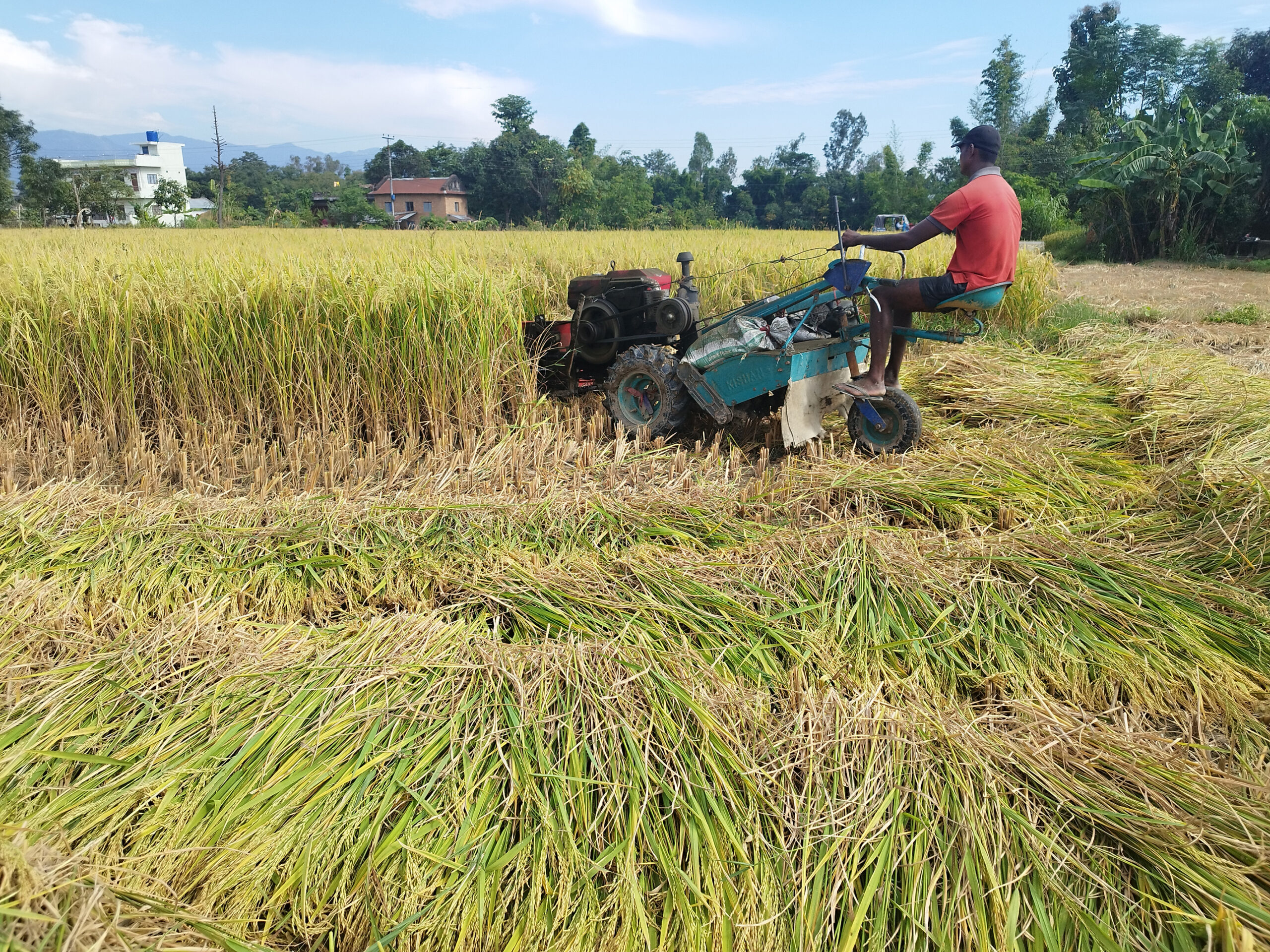 चाडपर्व र बाली थन्क्याउने चटारो सँगसँगै