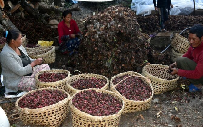 किसानलाई अलैँची भित्र्याउन चटारो