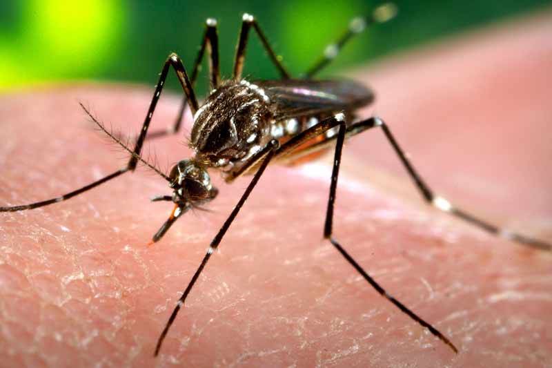 बङ्गलादेशमा डेङ्गुबाट एक हजार चार सयको मृत्यु, तीन लाख सङ्क्रमित
