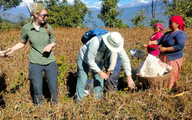 होमस्टेमा बाह्य पर्यटक कोदो टिप्छन्, साग केलाउँछन्