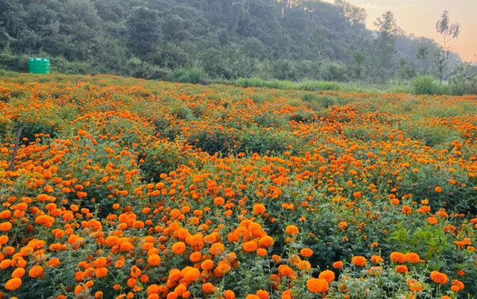 सयपत्री फूलखेतीको लागि ‘हब’ बन्दै तनहुँ