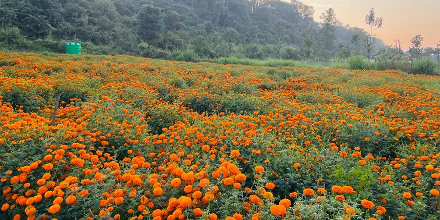 सयपत्री फूलखेतीको लागि ‘हब’ बन्दै तनहुँ
